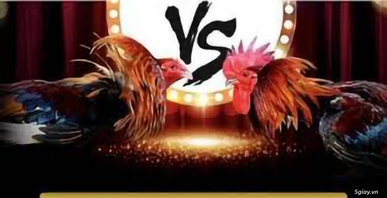 Đá Gà SaoWin Đấu Trường Đỉnh Cao Chinh Phục Kê Thần Ngay Hôm Nay