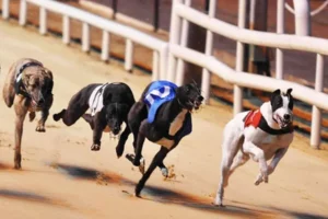 Chinh Phục Đua Chó SaoWin Kiếm Lời Nhanh Đăng Ký Ngay