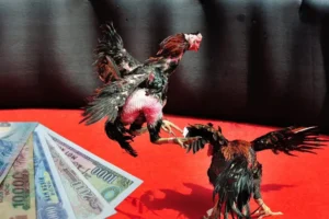 Bí Quyết Chơi Đá Gà Sabong SaoWin Bất Bại Cho Kê Thủ